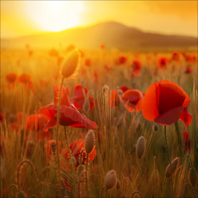 Summer Feeling I - No Frame Print on Glass