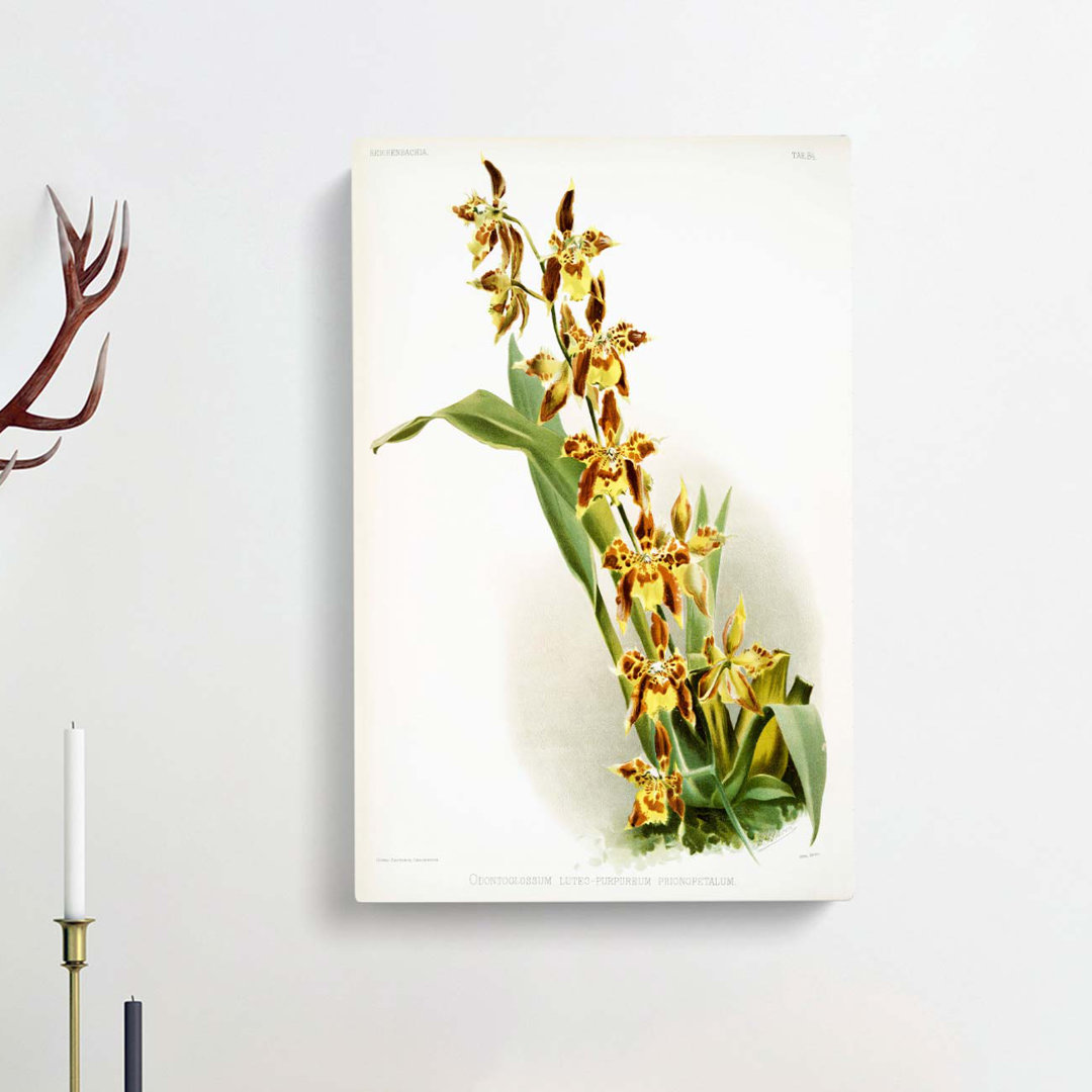 Magnolia Flowers Illustration Tab.84 by Frederick Sander - Wrapped Canvas