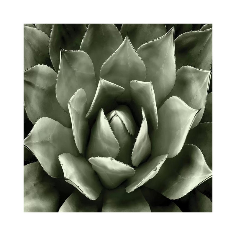 Green Succulent II by Mia Jensen - Wrapped Canvas Painting, 45.72 cm H x 45.72 cm W x 1.91 cm D