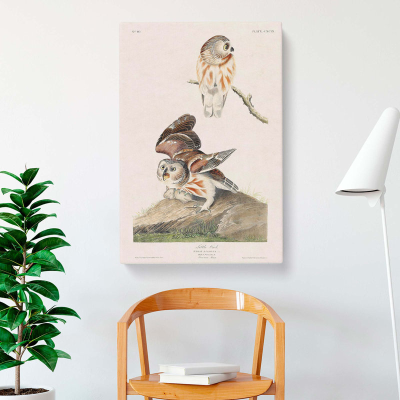 Little Owls by John James Audubon - Wrapped Canvas, 60cm H x 40cm W x 3cm D