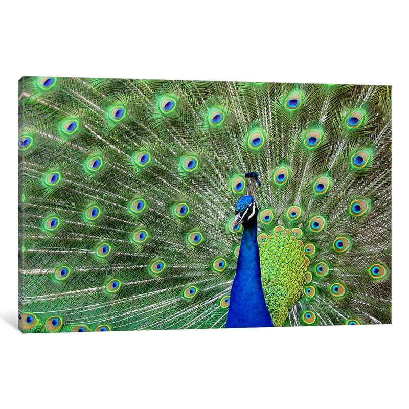 Peacock Feathers - Wrapped Canvas Print, 30.48 cm H x 45.72 cm W