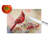 Cardinal Glass Cutting Board