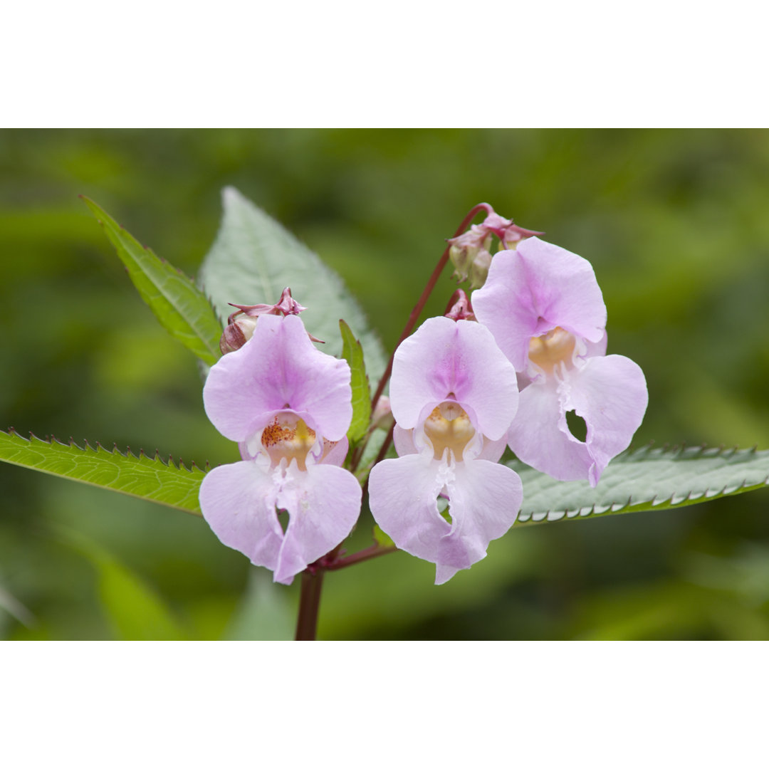 Himalayan Balsam von Bigworld - Druck auf Leinwand ohne Rahmen