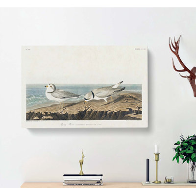 Piping Plover Birds by John Audubon - Wrapped Canvas