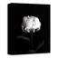 « white rose on black background », reproduction de photo sur toile
