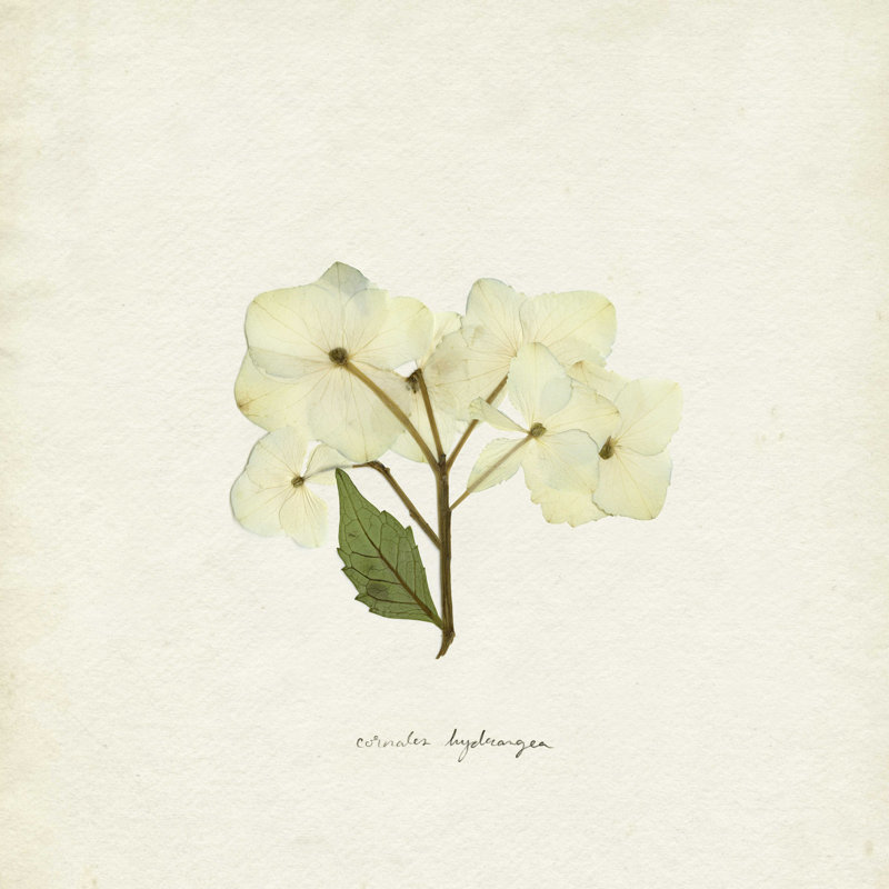 " Cornales Hydrangea I " by Emma Caroline Painting Print, 12" H x 12" W