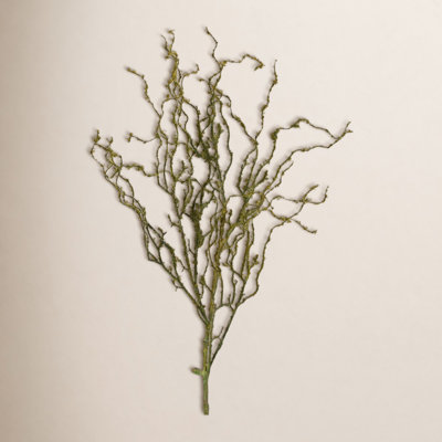 Twig Stem