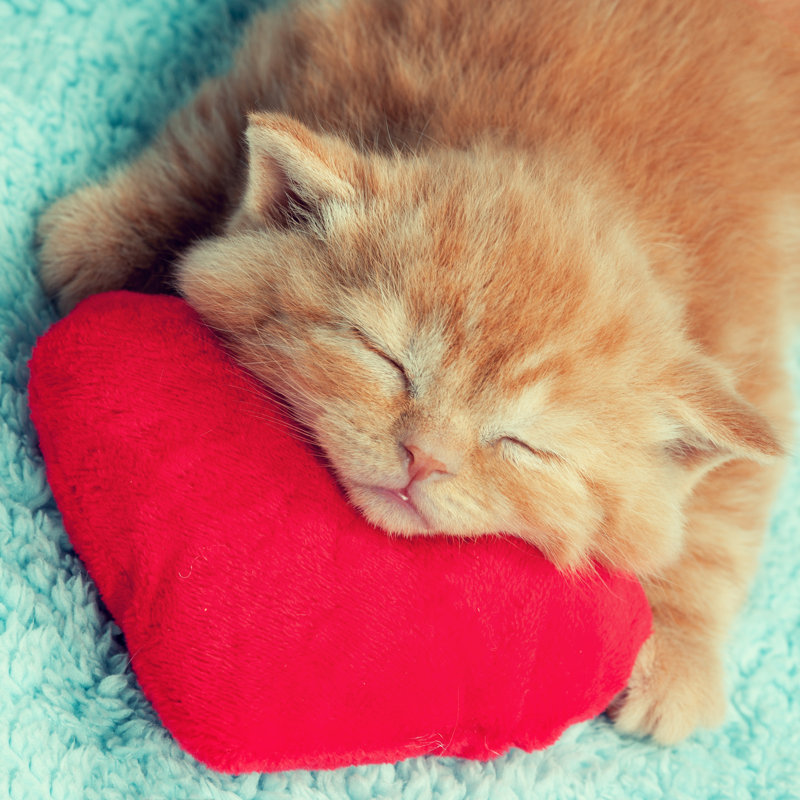 " Little Kitten Sleeping " by Vvvita, 12" W x 12" H