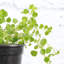 Live Green Baby Tears Pilea Plant in Hanging Pot