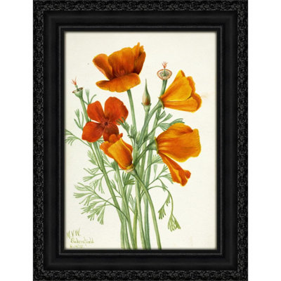 California Poppy (Eschscholtzia californica) (1935)