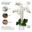 Arrangement floral en pot Keira Orchids