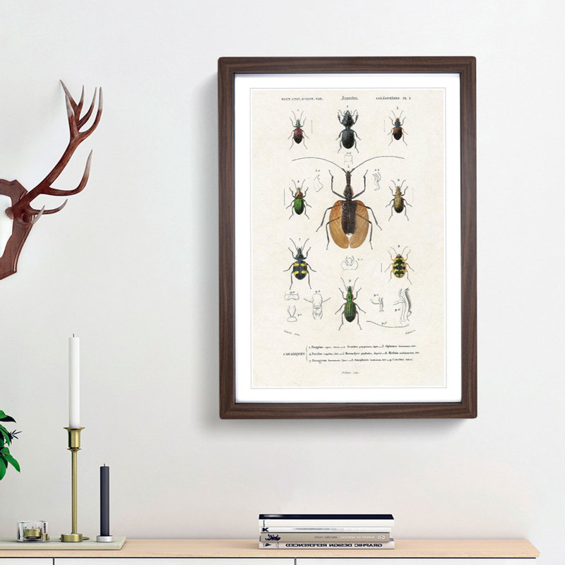Beetle Illustrations PL.2 by Charles D'Orbigny - Single Picture Frame Print, Walnut Framed, 45cm H x 33cm W x 2cm D
