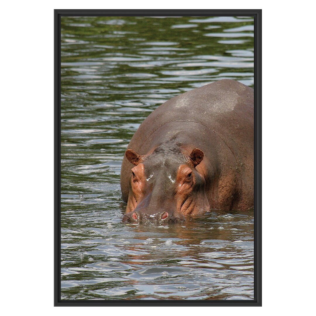 Gerahmtes Wandbild zwei FlusspferdeWasser