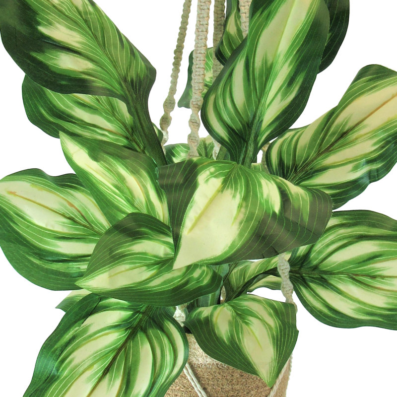 Colletta 34,00 "plante dans un panier