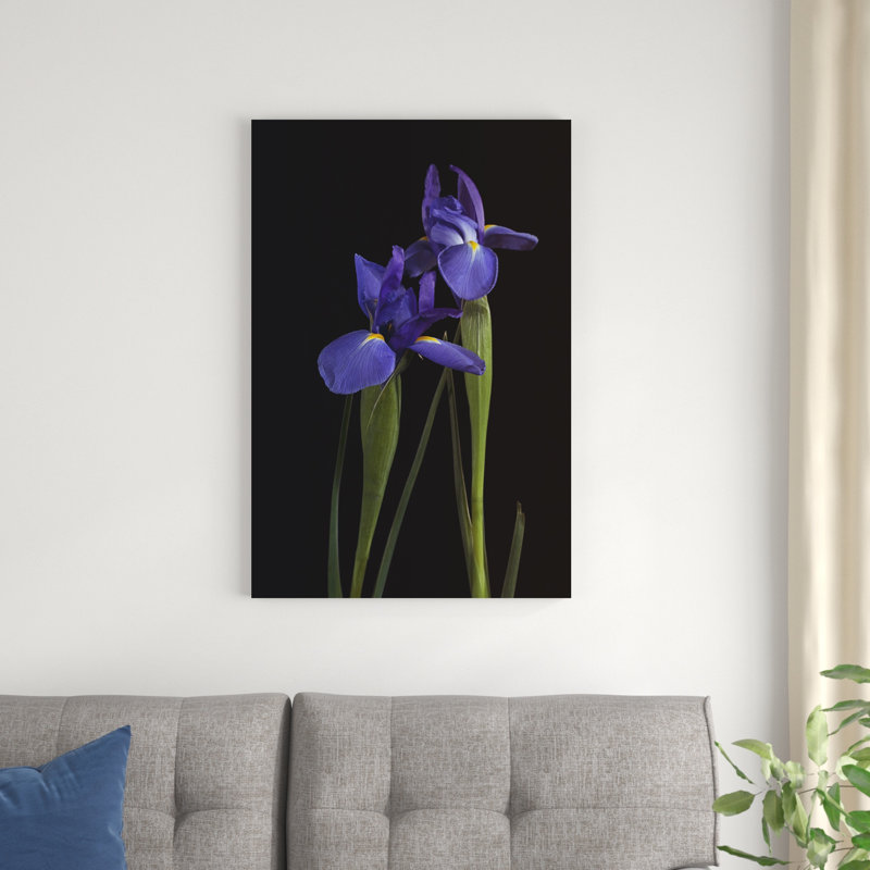 Iris sur fond noir I, H 36 po x l 24 po