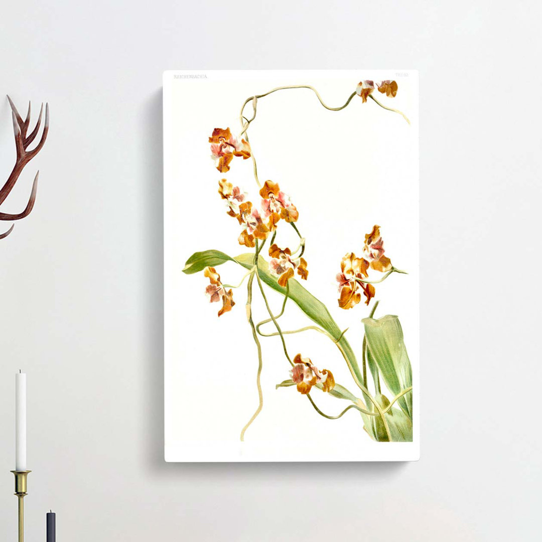 Magnolia Flowers Illustration Tab.60 by Frederick Sander - Wrapped Canvas