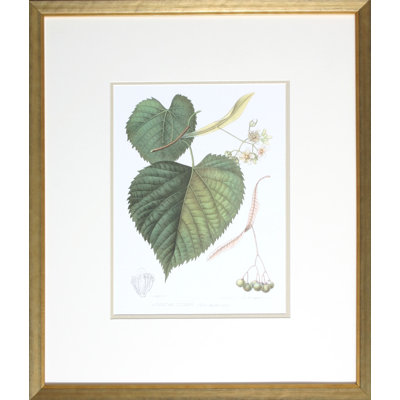 Antique American Linden Print by Linden