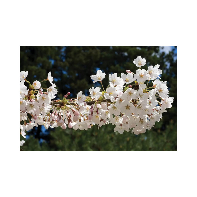 Cherry Blossom Flowers Against Pine Tree, Hiraizumi, Iwate Prefecture, Japan II 1 Piece Wrapped Canvas Wall Art