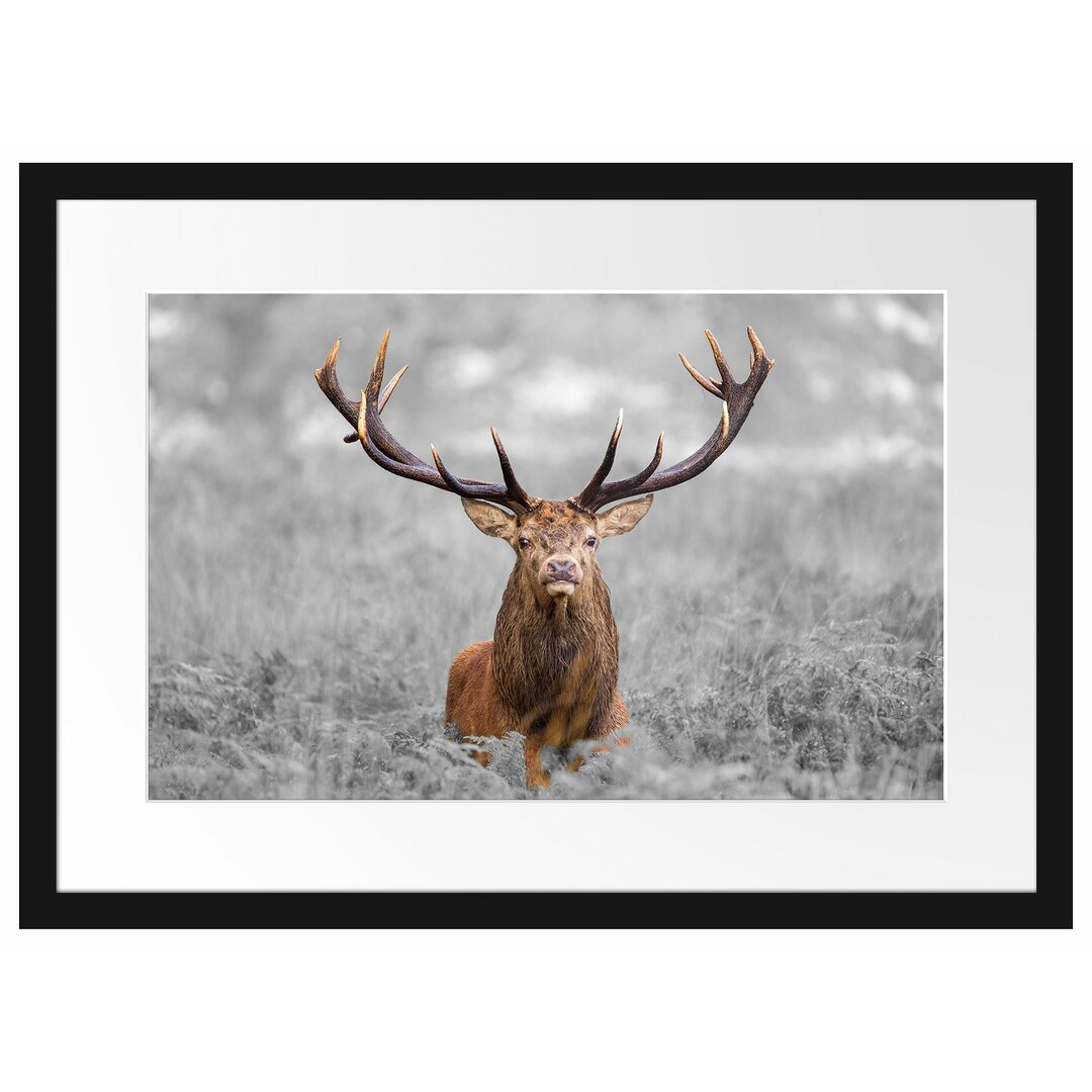 Gerahmtes Papierbild - Fotografie „Large Stag in a Field”