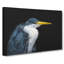 Pied Heron - Wrapped Canvas-56632253