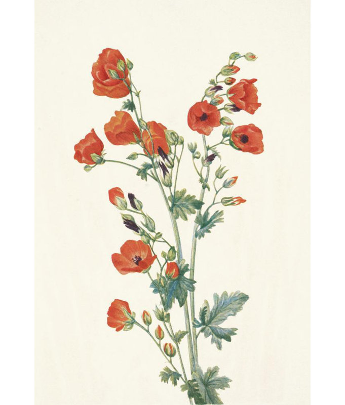 «Scarlet Globe-Mallow. Sphaeralcea Grossulariaefolia» par Mary Vaux Walcott - Art mural sur toile tendue avec châssis