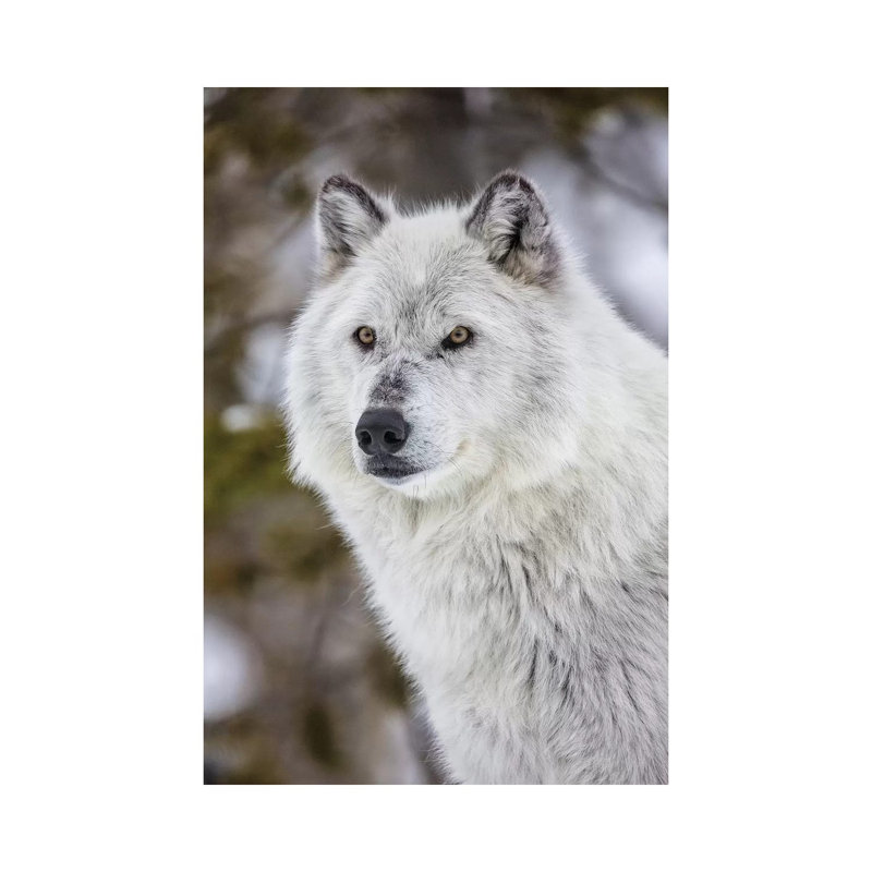 Captive Wolf Portrait At The Grizzly And Wolf Discovery Center In West Yellowstone, Montana by Chuck Haney - Wrapped Canvas Print