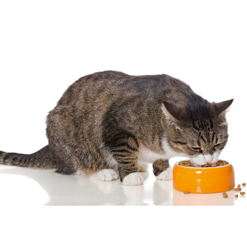 Striped Cat Eating by Okssi68 - Wrapped Canvas Print, 30cm H x 46cm W