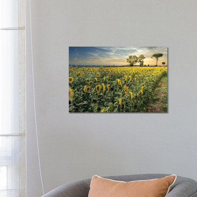 Cotona Sunflowers III by Alan Blaustein - Wrapped Canvas Print