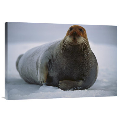 " Bearded Seal Dyed Red From Foraging In Iron-Rich Mud, Svalbard, Arctic Norway "