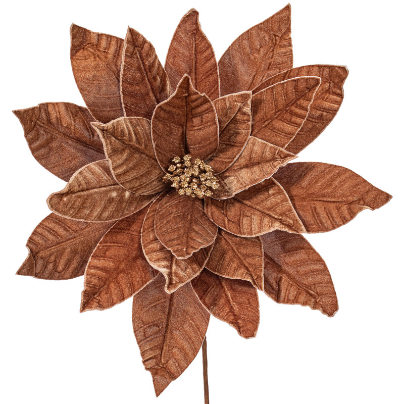 Tiges de poinsettia Clementina, Moka