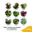 Calathea in Ceramic Planter