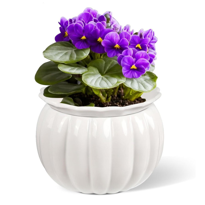 Pot à violette africain auto-arrosant en forme de citrouille blanche 6 pouces