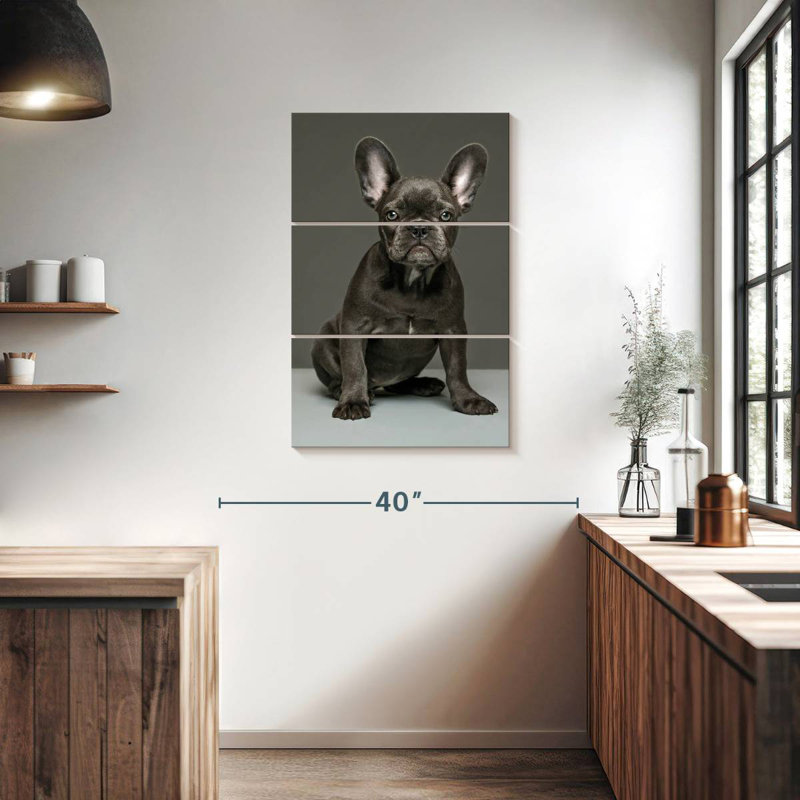 Chiot bouledogue français Brampt, H 38 po x l 24 po