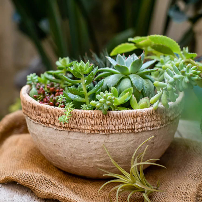 Rattan Pattern Edge Cement Planter, 7.4" H x 9.6" W x 9.6" D
