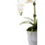 Rosalyn Realtouch Orchid in Cement Vase-1418423828