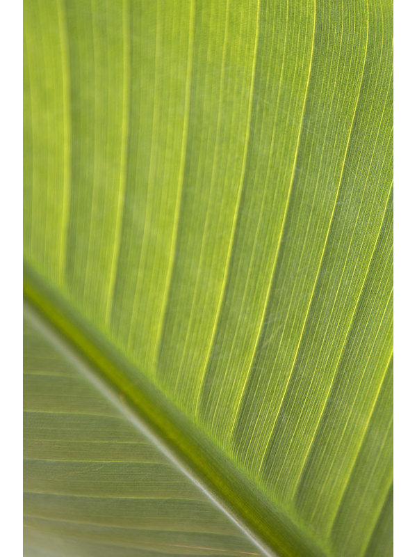 Verde Delicato Print by Karyn Millet, Image Brush Gel