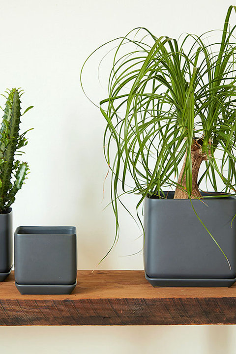 Indoor Mixes & Small Spaces