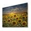 Champ de tournesols en fleurs - reproduction d'art sur bois massif-1465082406-1465082416-1381888081