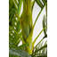Deco Plant Palm Tree 190cm