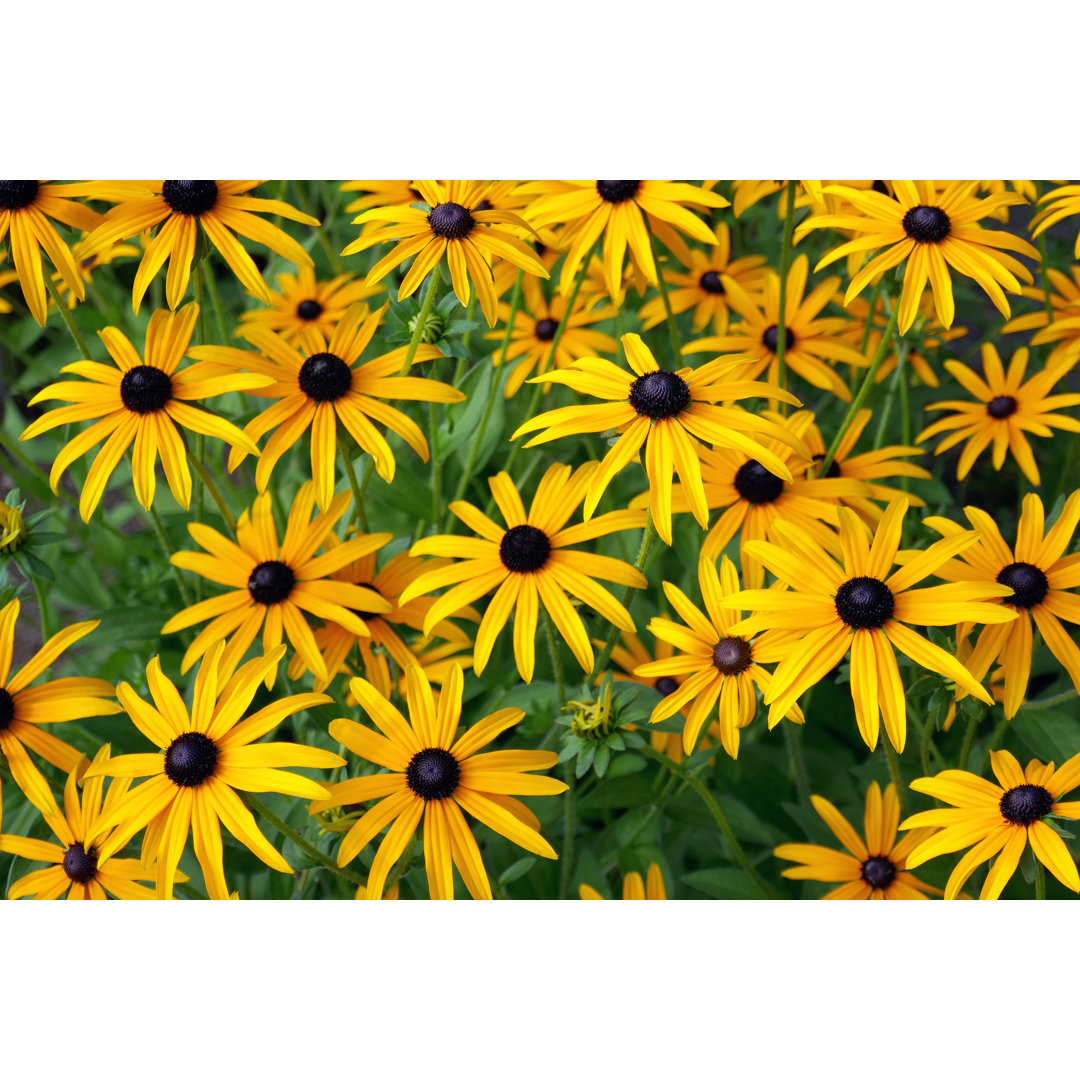 Rudbeckia Fulgida Deamii von Fotolinchen - Kunstdrucke auf Leinwand