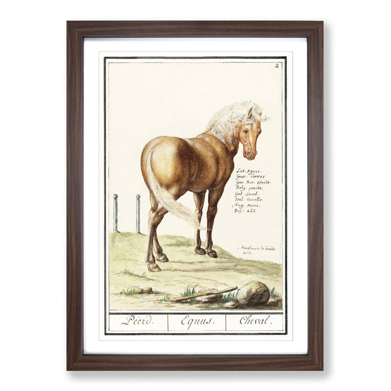 Horse by A.B. de Boodt - Picture Frame Painting Print, Walnut Framed, 36cm H x 27cm W x 2cm D