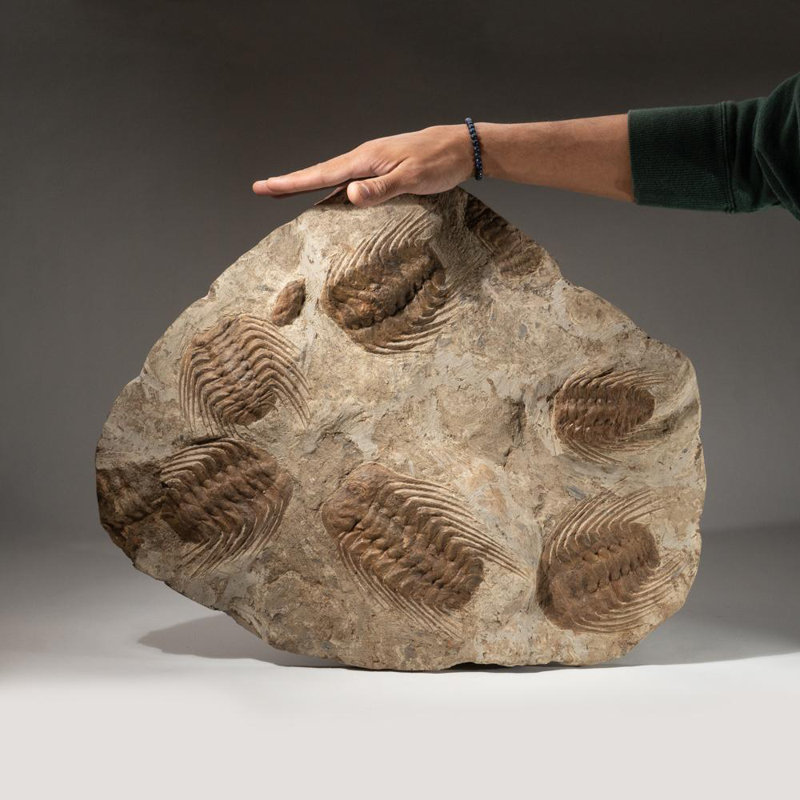 Selenopeltis Trilobite