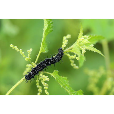 " Caterpillar "