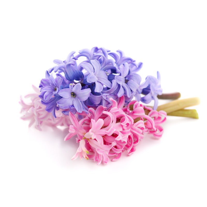 Bouquet Violet Hyacinth 1 Piece Wrapped Canvas Wall Art, 51cm H x 76cm W