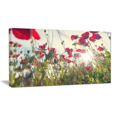 " Poppy Flowers On Summer Meadow "