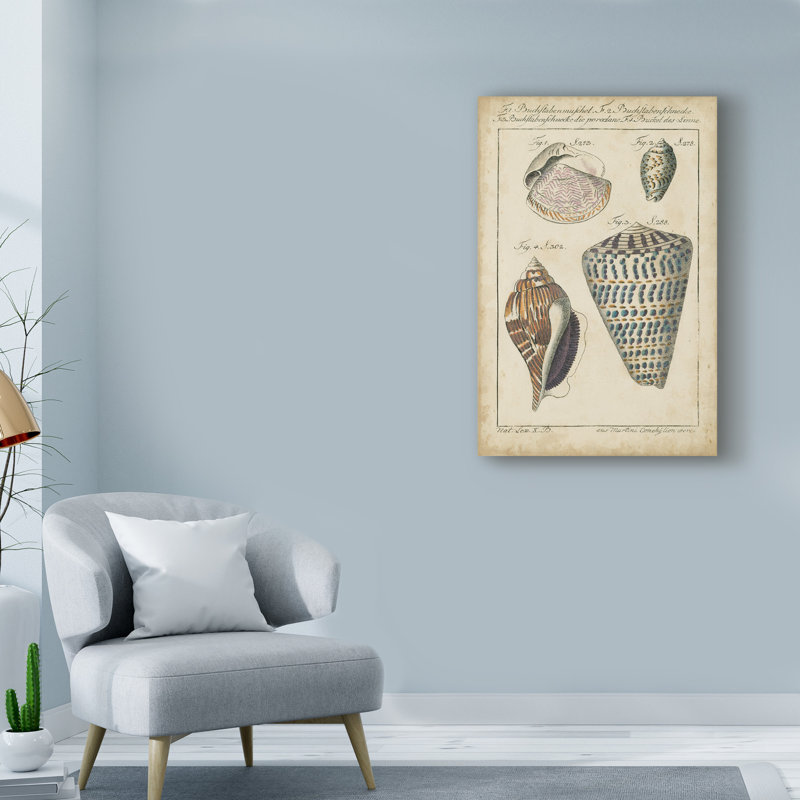 «Vintage Shell Study II» par Martini, reproduction sur toile, H 19 po x l 12 po x P 2 po