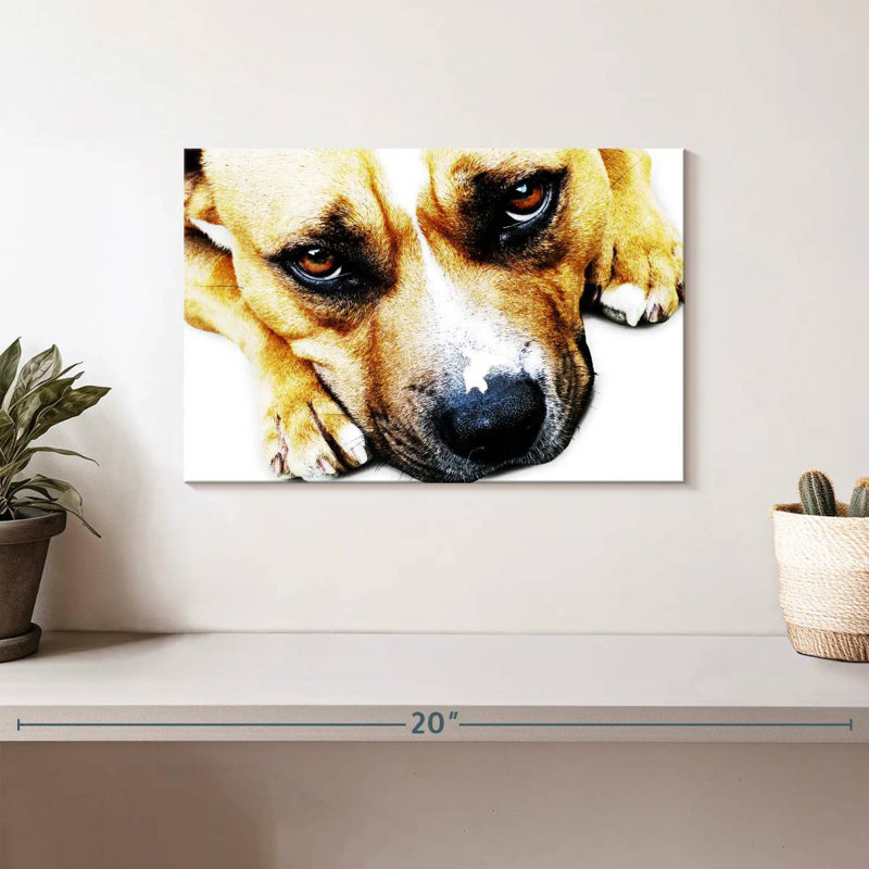 Bull-terrier aux yeux, H 8 po x l 12 po