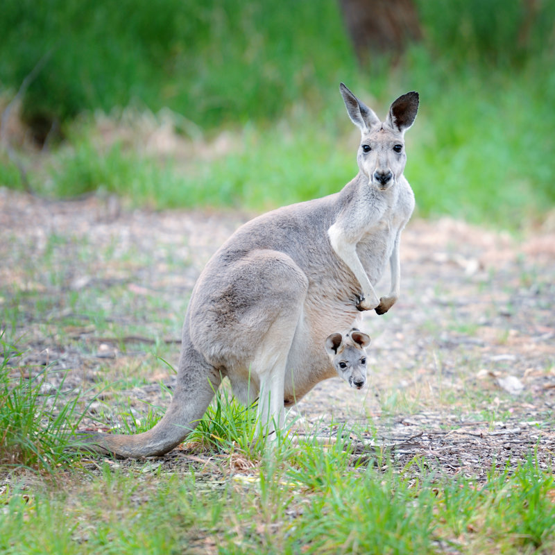 Kangaroo Peeking Out Of Pouch by 4FR - Wrapped Canvas Print, 51cm H x 51cm W x 3.8cm D