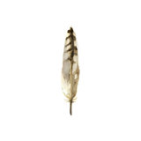 Fall Feathers VII Painting by Elena Carlie