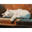 Chat Cat-598836179-598836178